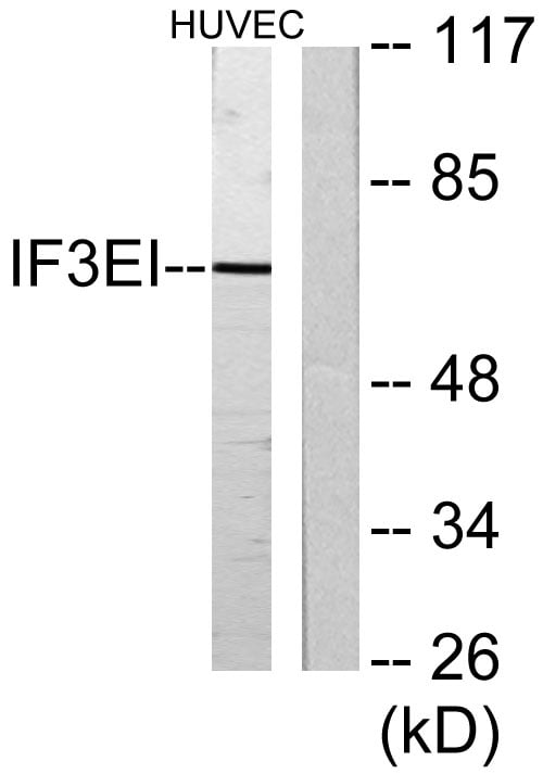 BT LAB manufacturer product image