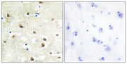 BT LAB manufacturer product image