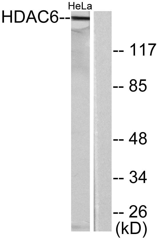 BT LAB manufacturer product image