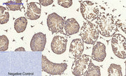 BT LAB manufacturer product image
