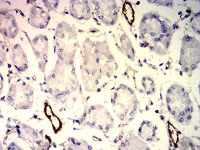 BT LAB manufacturer product image