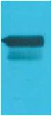 BT LAB manufacturer product image