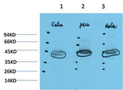BT LAB manufacturer product image