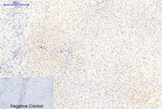 BT LAB manufacturer product image