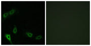 BT LAB manufacturer product image