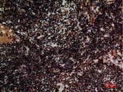 BT LAB manufacturer product image