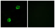 BT LAB manufacturer product image