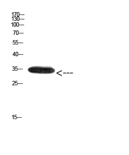 BT LAB manufacturer product image