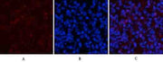 Stat1(Phospho Tyr701) Polyclonal Antibody