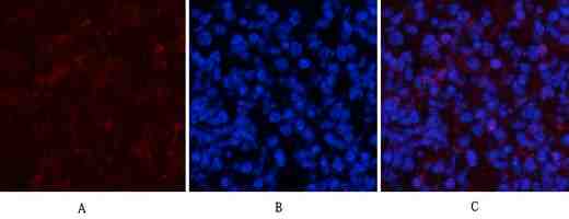 Stat1(Phospho Tyr701) Polyclonal Antibody
