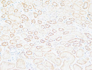 BT LAB manufacturer product image
