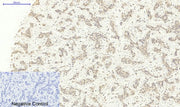 BT LAB manufacturer product image