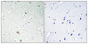 BT LAB manufacturer product image