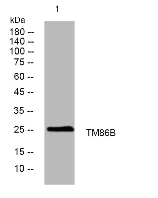 BT LAB manufacturer product image