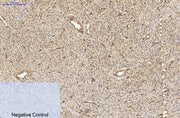 BT LAB manufacturer product image
