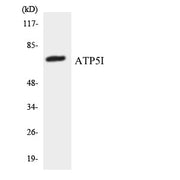 BT LAB manufacturer product image
