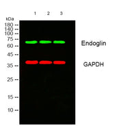 BT LAB manufacturer product image