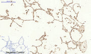 BT LAB manufacturer product image