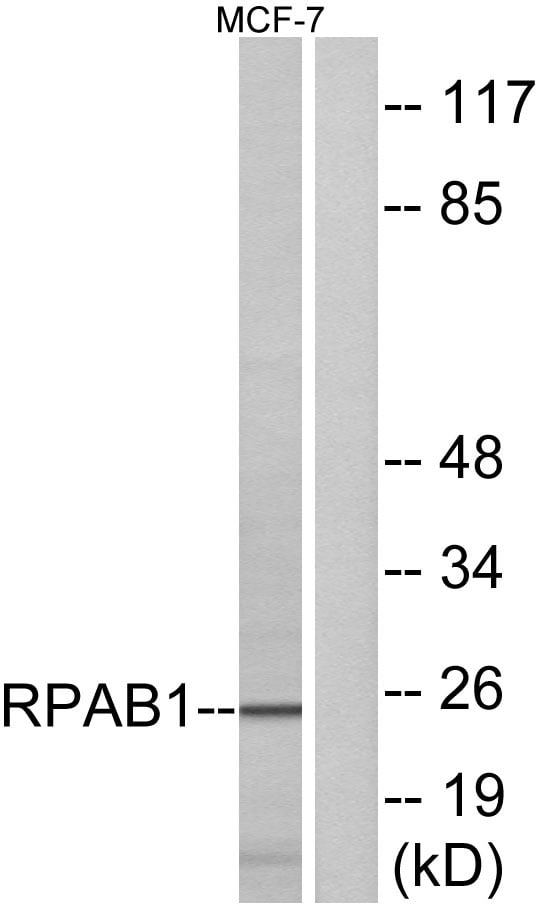 BT LAB manufacturer product image