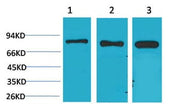 BT LAB manufacturer product image