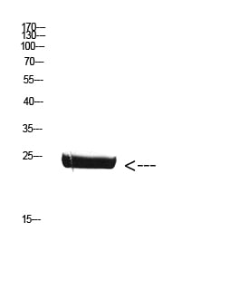 BT LAB manufacturer product image