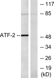 BT LAB manufacturer product image