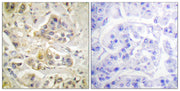 BT LAB manufacturer product image