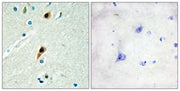 BT LAB manufacturer product image