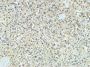BT LAB manufacturer product image