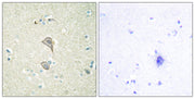 BT LAB manufacturer product image