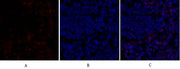BT LAB manufacturer product image