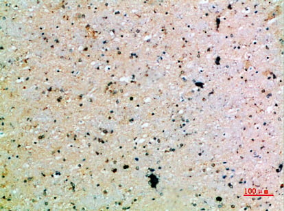 BT LAB manufacturer product image