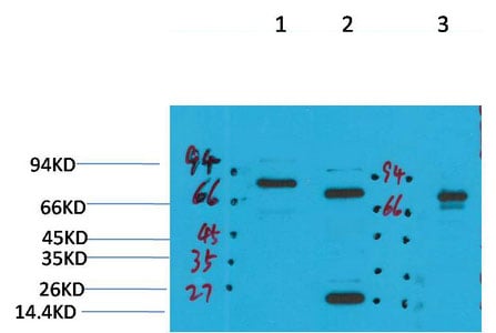 BT LAB manufacturer product image