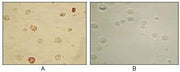 BT LAB manufacturer product image