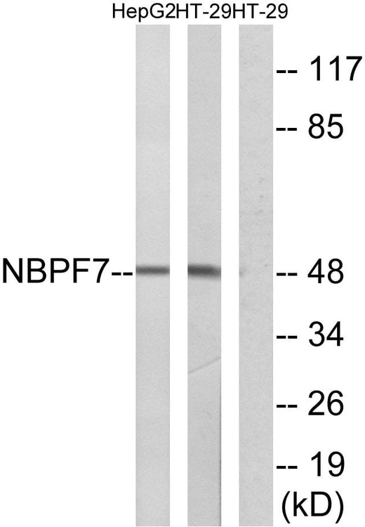 BT LAB manufacturer product image