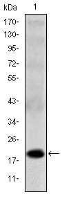 BT LAB manufacturer product image