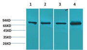 BT LAB manufacturer product image