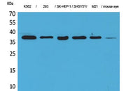 BT LAB manufacturer product image