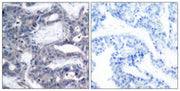 BT LAB manufacturer product image