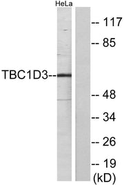 BT LAB manufacturer product image
