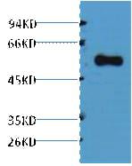BT LAB manufacturer product image