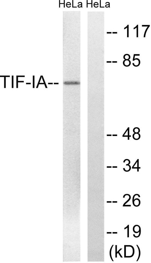 BT LAB manufacturer product image
