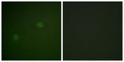 BT LAB manufacturer product image