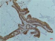 BT LAB manufacturer product image