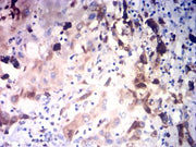 BT LAB manufacturer product image