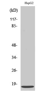 BT LAB manufacturer product image