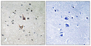 BT LAB manufacturer product image