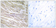 BT LAB manufacturer product image