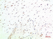 BT LAB manufacturer product image