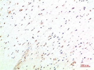 BT LAB manufacturer product image
